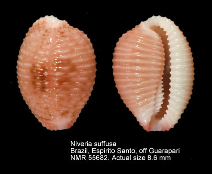 Niveria suffusa (5).jpg - Niveria suffusa (J.E.Gray,1832)